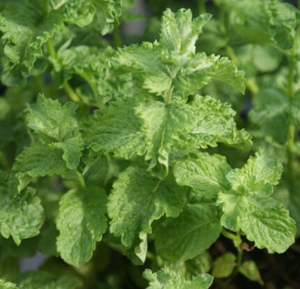 Japānas mohito mētra